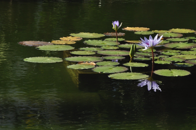 the lily pond